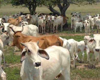 La explotación extrema de las tierras cultivables deja tras sí zonas desérticas que obligan a eliminar más bosques.