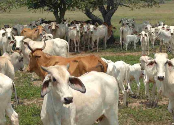 La explotación extrema de las tierras cultivables deja tras sí zonas desérticas que obligan a eliminar más bosques.