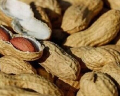 El maní contiene altos niveles de proteínas y de grasas monoinsaturadas las cuales se presume tienden a reducir el colesterol en la sangre.