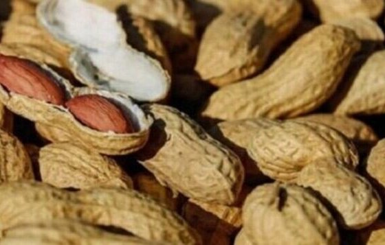 El maní contiene altos niveles de proteínas y de grasas monoinsaturadas las cuales se presume tienden a reducir el colesterol en la sangre.