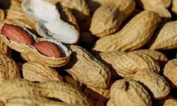 El maní contiene altos niveles de proteínas y de grasas monoinsaturadas las cuales se presume tienden a reducir el colesterol en la sangre.