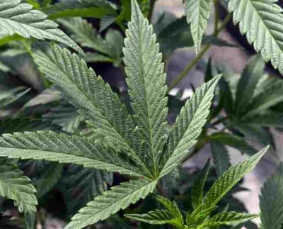 Biden solicitó la revisión en octubre de 2022 cuando indultó a miles de estadounidenses condenados por “simple posesión” de marihuana según la ley federal.