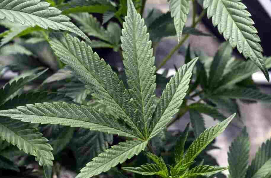Biden solicitó la revisión en octubre de 2022 cuando indultó a miles de estadounidenses condenados por “simple posesión” de marihuana según la ley federal.