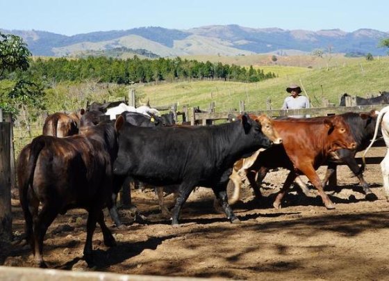 Tras años de negociaciones la presión para impulsar el acuerdo UE-Mercosur hacia la recta final crece. Algunos ven posibilidades mientras otros temen sus consecuencias.