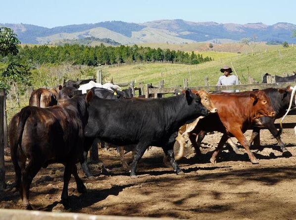 Tras años de negociaciones la presión para impulsar el acuerdo UE-Mercosur hacia la recta final crece. Algunos ven posibilidades mientras otros temen sus consecuencias.