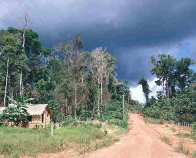 Amazonía, deforestación, mercado de carbono,