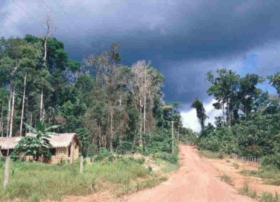 Amazonía, deforestación, mercado de carbono,