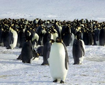Los científicos están cada vez más alarmados por la dificultad de los hielos antárticos para volver a crecer tras alcanzar en febrero un mínimo histórico