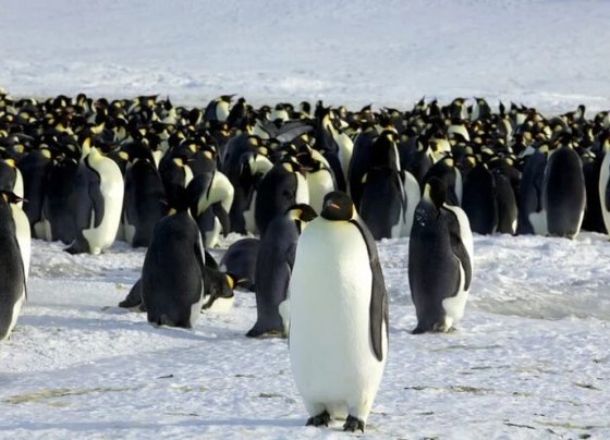 Los científicos están cada vez más alarmados por la dificultad de los hielos antárticos para volver a crecer tras alcanzar en febrero un mínimo histórico
