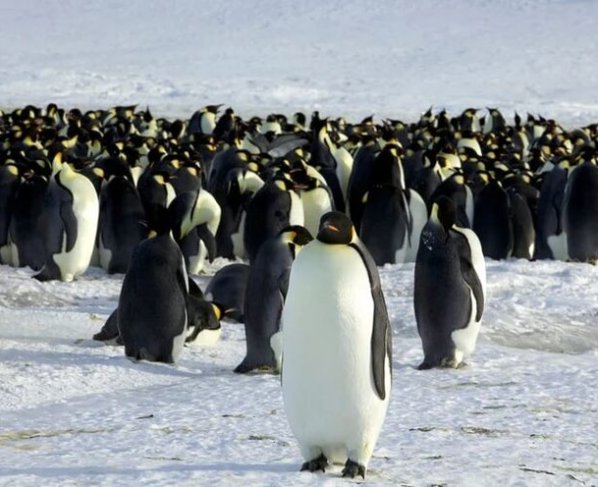 Los científicos están cada vez más alarmados por la dificultad de los hielos antárticos para volver a crecer tras alcanzar en febrero un mínimo histórico