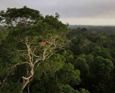 Salvar la Amazonía es una tarea inaplazable. Es salvar la selva tropical y la cuenca fluvial más grande del mundo.