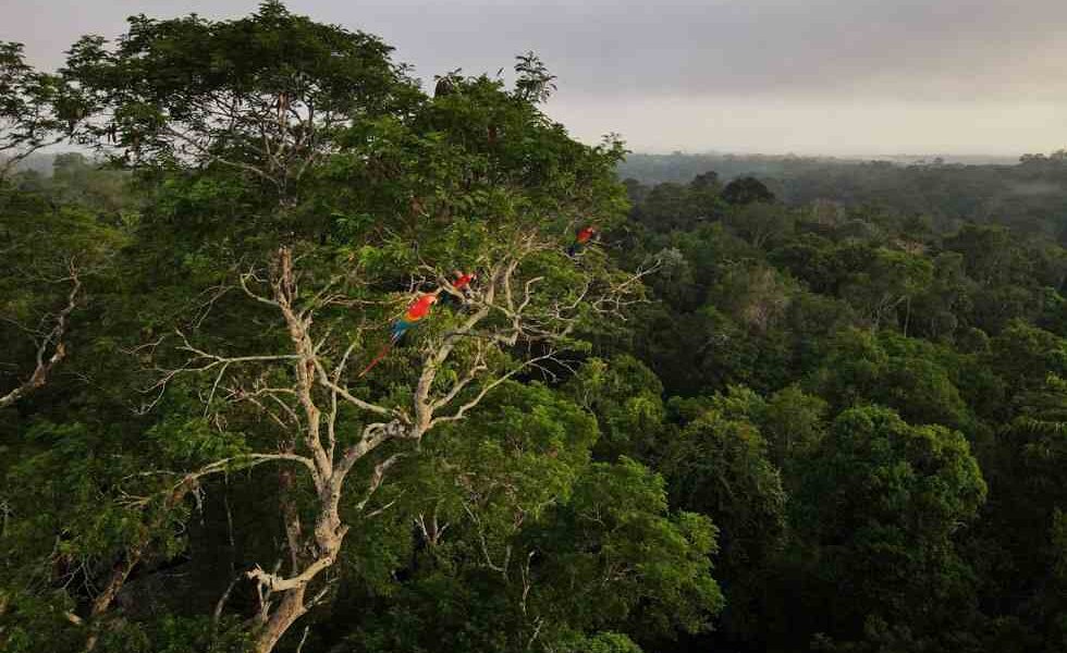Salvar la Amazonía es una tarea inaplazable. Es salvar la selva tropical y la cuenca fluvial más grande del mundo.