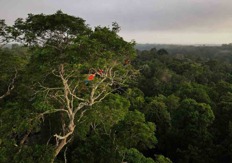 Salvar la Amazonía es una tarea inaplazable. Es salvar la selva tropical y la cuenca fluvial más grande del mundo.