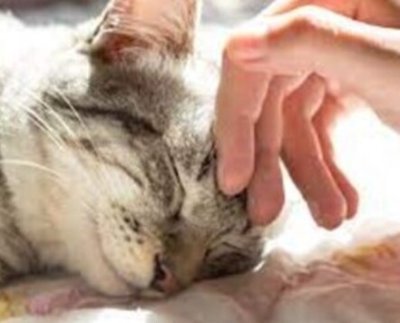 Cualquiera que conviva con un gato puede atestiguar de los efectos calmantes y aún hipnóticos que tiene un gato ronroneando en sus rodillas.