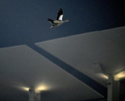El lanzador de los Dodgers de Los Ángeles, Bobby Miller se quedó sorprendido cuando se bajó del montículo y vio una burbuja de volar sobre el estadio