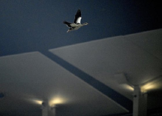 El lanzador de los Dodgers de Los Ángeles, Bobby Miller se quedó sorprendido cuando se bajó del montículo y vio una burbuja de volar sobre el estadio