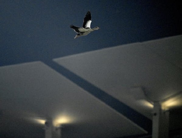 El lanzador de los Dodgers de Los Ángeles, Bobby Miller se quedó sorprendido cuando se bajó del montículo y vio una burbuja de volar sobre el estadio