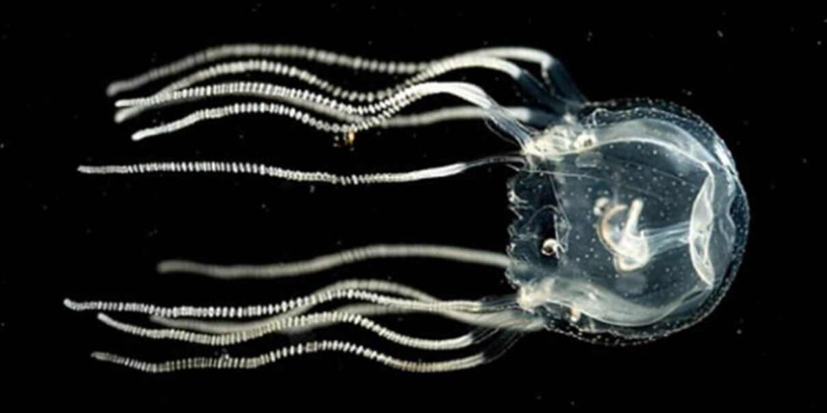 Resulta que las medusas aparentemente simples y sin cerebro son capaces de aprender de la experiencia de manera similar a los humanos y otros seres complejos.