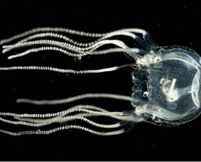 Resulta que las medusas aparentemente simples y sin cerebro son capaces de aprender de la experiencia de manera similar a los humanos y otros seres complejos.