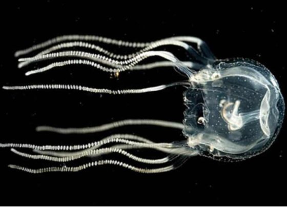 Resulta que las medusas aparentemente simples y sin cerebro son capaces de aprender de la experiencia de manera similar a los humanos y otros seres complejos.