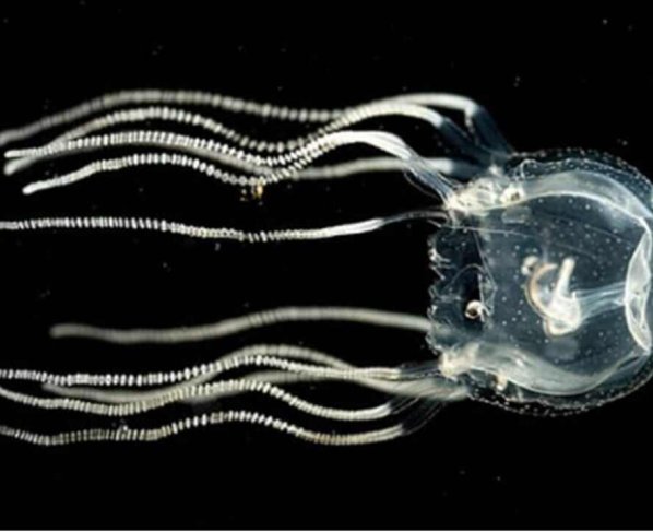 Resulta que las medusas aparentemente simples y sin cerebro son capaces de aprender de la experiencia de manera similar a los humanos y otros seres complejos.