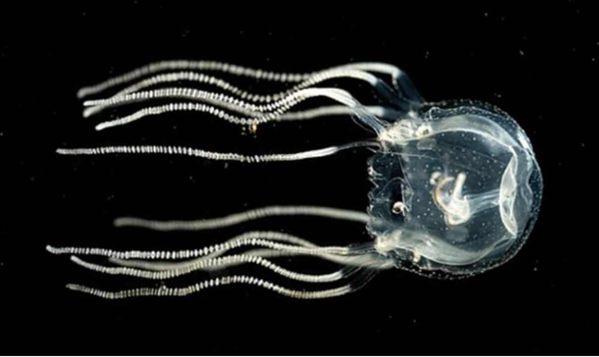 Resulta que las medusas aparentemente simples y sin cerebro son capaces de aprender de la experiencia de manera similar a los humanos y otros seres complejos.