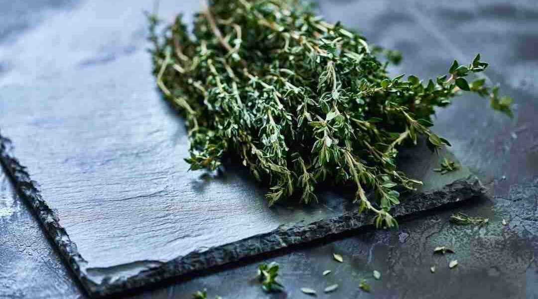 Tomillo es una planta aromática usada como condimento de las comidas aunque esta planta también tiene propiedades para mejorar la salud.