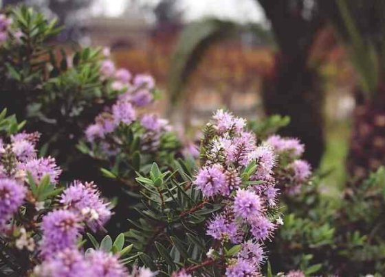 Se espera que el cambio climático tenga un gran impacto en las especies de todo el mundo especialmente en las que están en peligro de extinción.