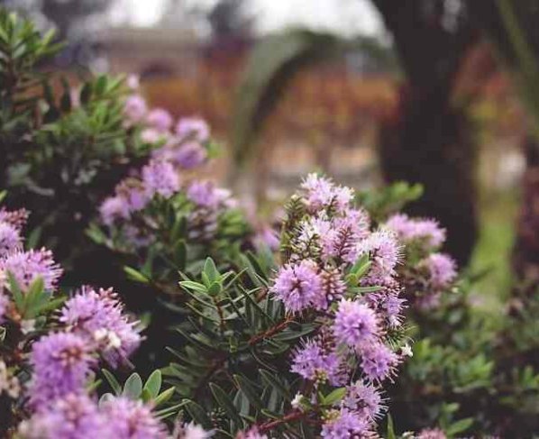 Se espera que el cambio climático tenga un gran impacto en las especies de todo el mundo especialmente en las que están en peligro de extinción.