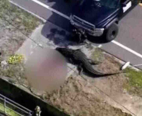 Las autoridades hicieron un inquietante descubrimiento en una carretera a la 1:50 de la tarde informando sobre el hallazgo de una persona fallecida entre las calles 134th Avenue North y 121st Street.