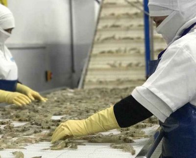 El camarón registró $ 4.396 millones de exportaciones de enero a julio de este año y le permitió superar al petróleo como primer producto de exportación.