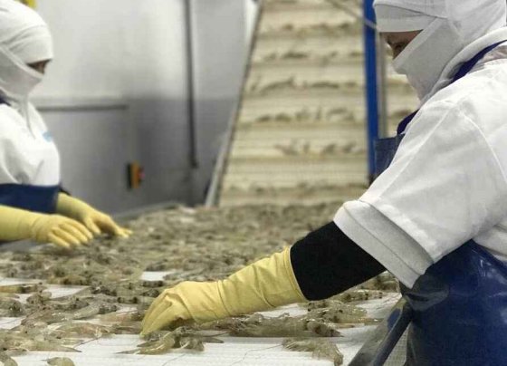 El camarón registró $ 4.396 millones de exportaciones de enero a julio de este año y le permitió superar al petróleo como primer producto de exportación.