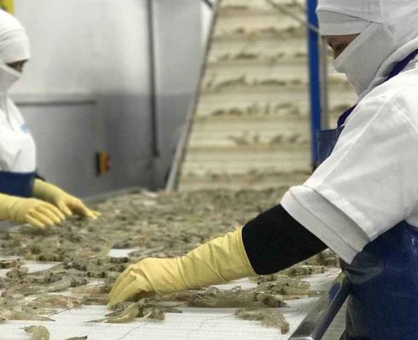 El camarón registró $ 4.396 millones de exportaciones de enero a julio de este año y le permitió superar al petróleo como primer producto de exportación.