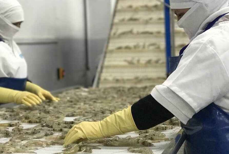 El camarón registró $ 4.396 millones de exportaciones de enero a julio de este año y le permitió superar al petróleo como primer producto de exportación.