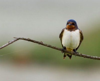 El programa Aves y Clima de SEO/BirdLife que lleva más de 15 años estudiando la fenología de las aves pone de relieve muchas cuestiones relacionadas con el calentamiento global y sus consecuencias en el comportamiento de las aves.