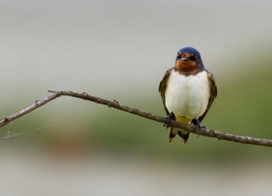 El programa Aves y Clima de SEO/BirdLife que lleva más de 15 años estudiando la fenología de las aves pone de relieve muchas cuestiones relacionadas con el calentamiento global y sus consecuencias en el comportamiento de las aves.