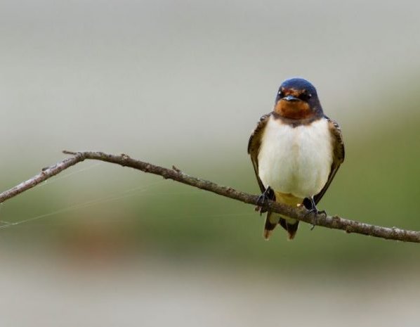 El programa Aves y Clima de SEO/BirdLife que lleva más de 15 años estudiando la fenología de las aves pone de relieve muchas cuestiones relacionadas con el calentamiento global y sus consecuencias en el comportamiento de las aves.