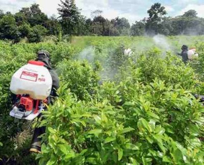 El cultivo de coca en Colombia aumentó 26.000 hectáreas cultivadas que se suman a las 204 mil registradas en 2021 según reveló la Oficina de las Naciones Unidas contra la Droga y el Delito