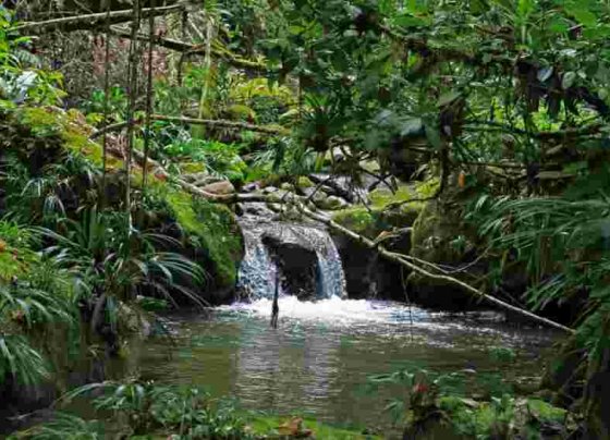 Los mercados de carbono se idearon como una medida para incentivar económicamente a las empresas y gobiernos a reducir sus emisiones de gases de efecto invernadero (GEI)