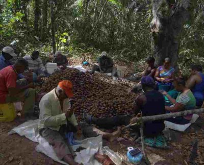 El proyecto de conservación comunitaria emprendido por Phynatura busca combatir la deforestación y la minería ilegal en la Guayana venezolana.