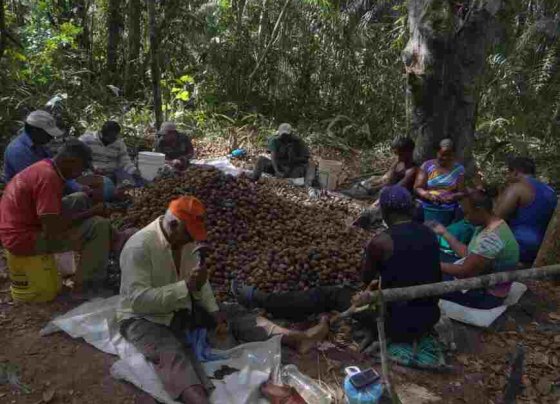 El proyecto de conservación comunitaria emprendido por Phynatura busca combatir la deforestación y la minería ilegal en la Guayana venezolana.