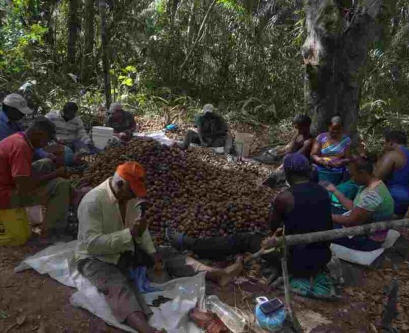 El proyecto de conservación comunitaria emprendido por Phynatura busca combatir la deforestación y la minería ilegal en la Guayana venezolana.