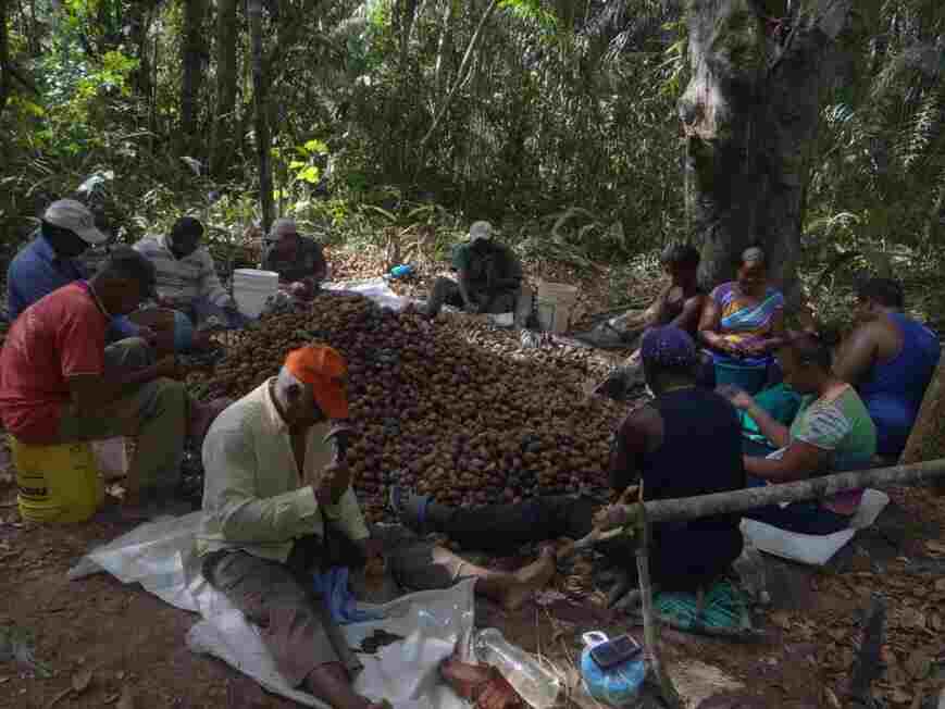 El proyecto de conservación comunitaria emprendido por Phynatura busca combatir la deforestación y la minería ilegal en la Guayana venezolana.
