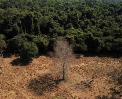 este tipo de ecosistema es uno de los más valiosos aliados en la lucha contra el cambio climático por su capacidad para retener carbono.