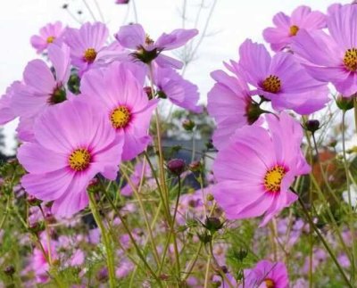 Un nuevo estudio ha descubierto que la contaminación del aire con ozono impide que las abejas encuentren flores de las cuales dependen para alimentarse y sobrevivir. Y esto sucede porque degrada el aroma.