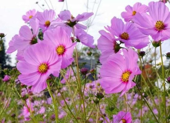 Un nuevo estudio ha descubierto que la contaminación del aire con ozono impide que las abejas encuentren flores de las cuales dependen para alimentarse y sobrevivir. Y esto sucede porque degrada el aroma.