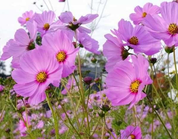 Un nuevo estudio ha descubierto que la contaminación del aire con ozono impide que las abejas encuentren flores de las cuales dependen para alimentarse y sobrevivir. Y esto sucede porque degrada el aroma.