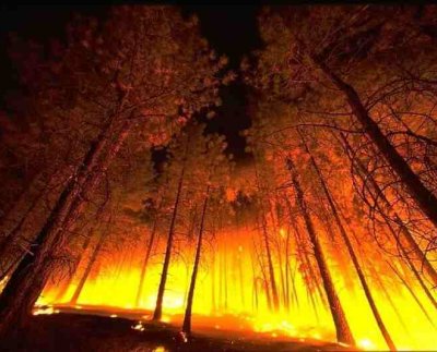 Nueve de cada diez incendios forestales en el país son causados por seres humanos y solo 1% corresponde a fenómenos naturales como descargas eléctricas