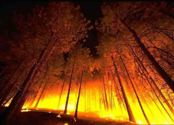 Nueve de cada diez incendios forestales en el país son causados por seres humanos y solo 1% corresponde a fenómenos naturales como descargas eléctricas