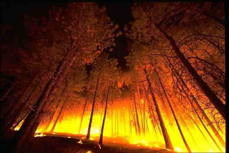 Nueve de cada diez incendios forestales en el país son causados por seres humanos y solo 1% corresponde a fenómenos naturales como descargas eléctricas